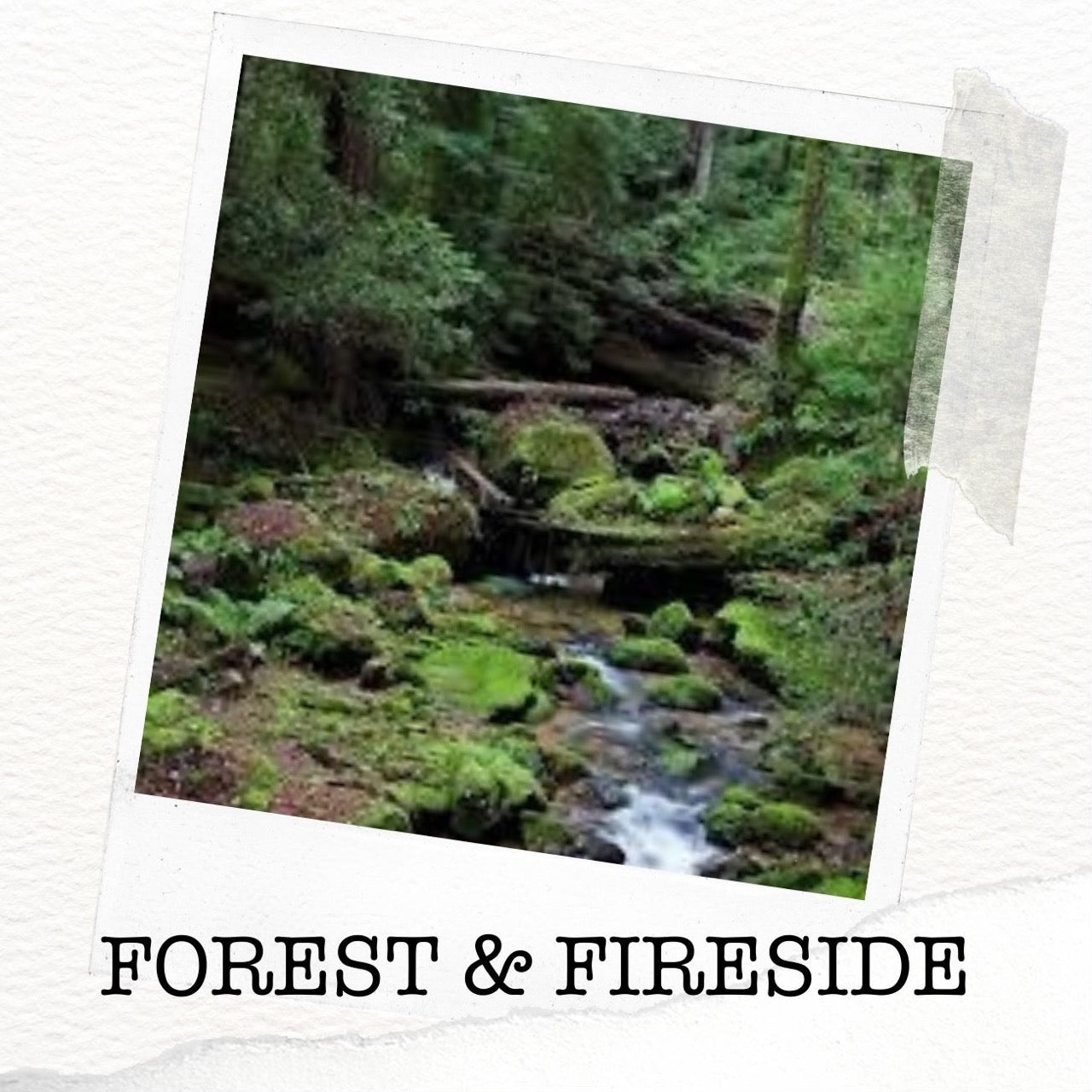 Forest & Fireside