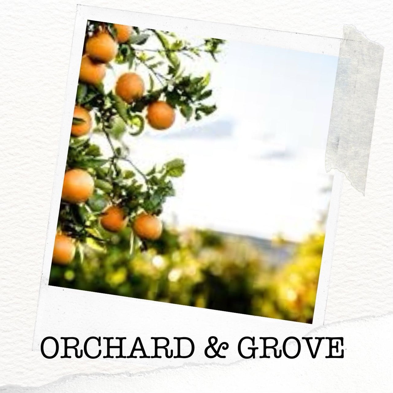 Orchard & Grove