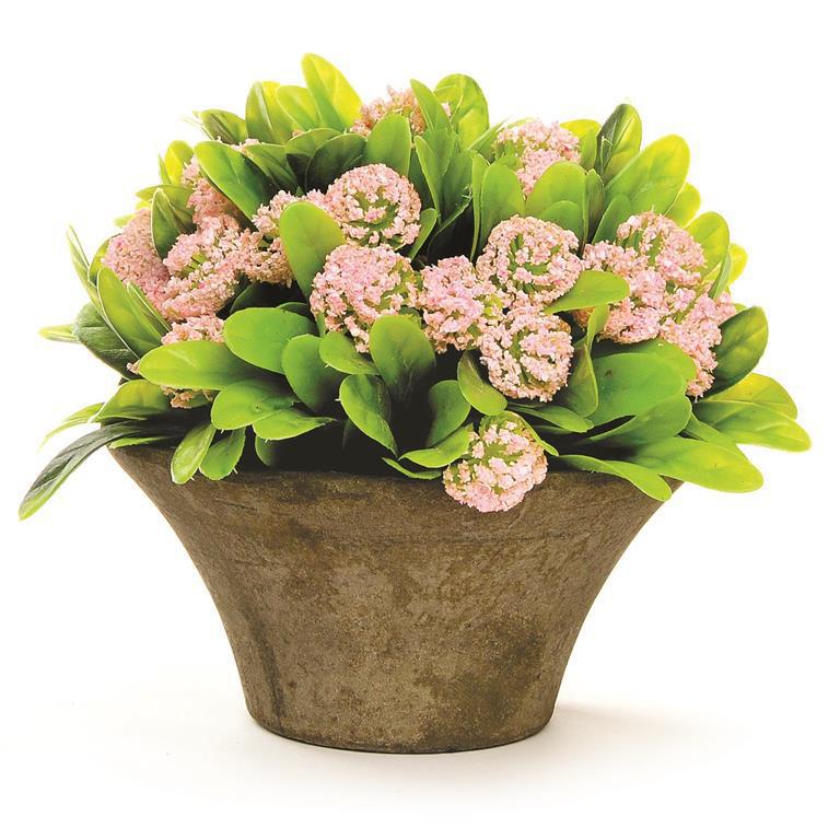 Light Pink Flowers In A Short Dark Gray Pot - 5"Di