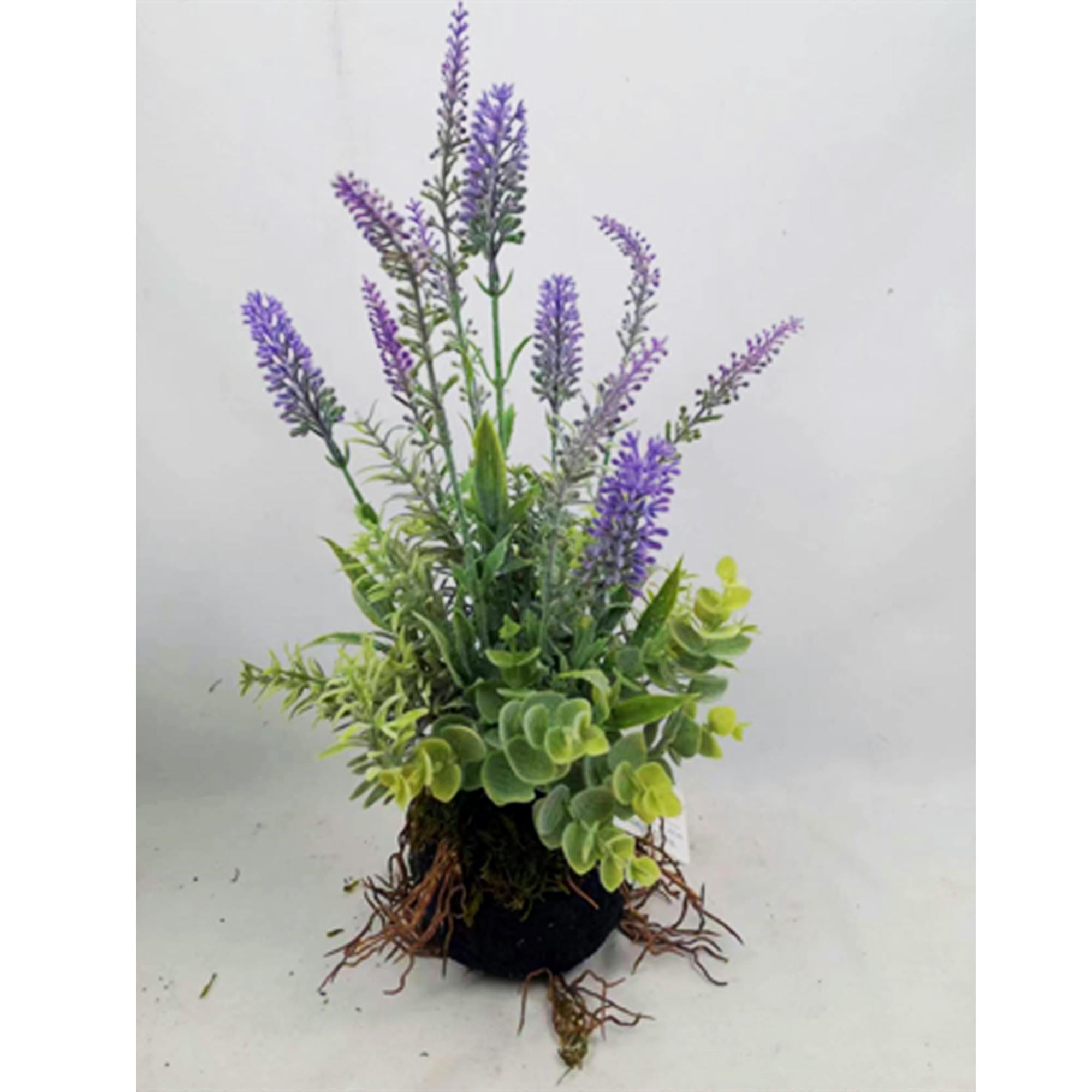 Lavender Plant with Root Ball - 15"H