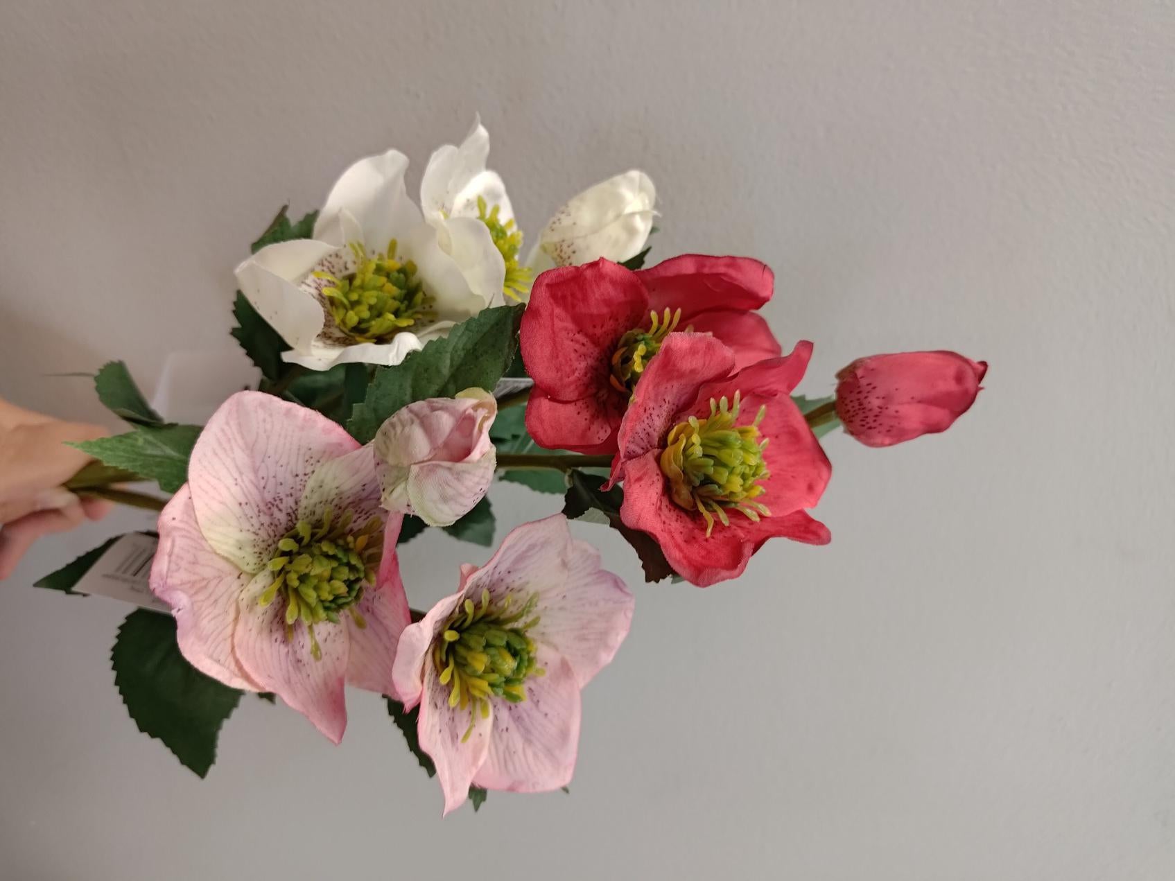 Helleborus Pick - 16"H