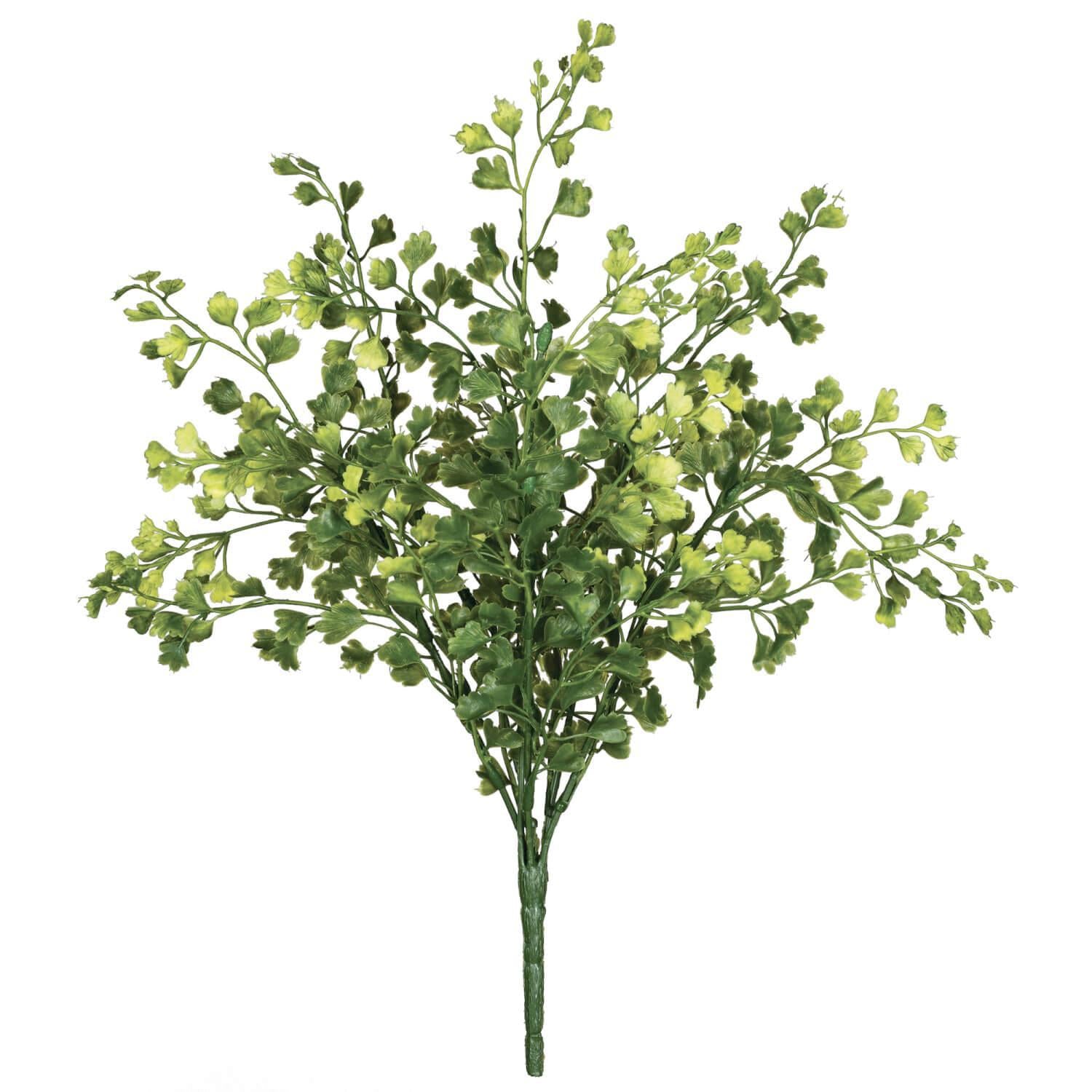 Maiden Hair Fern Bush - 13"H