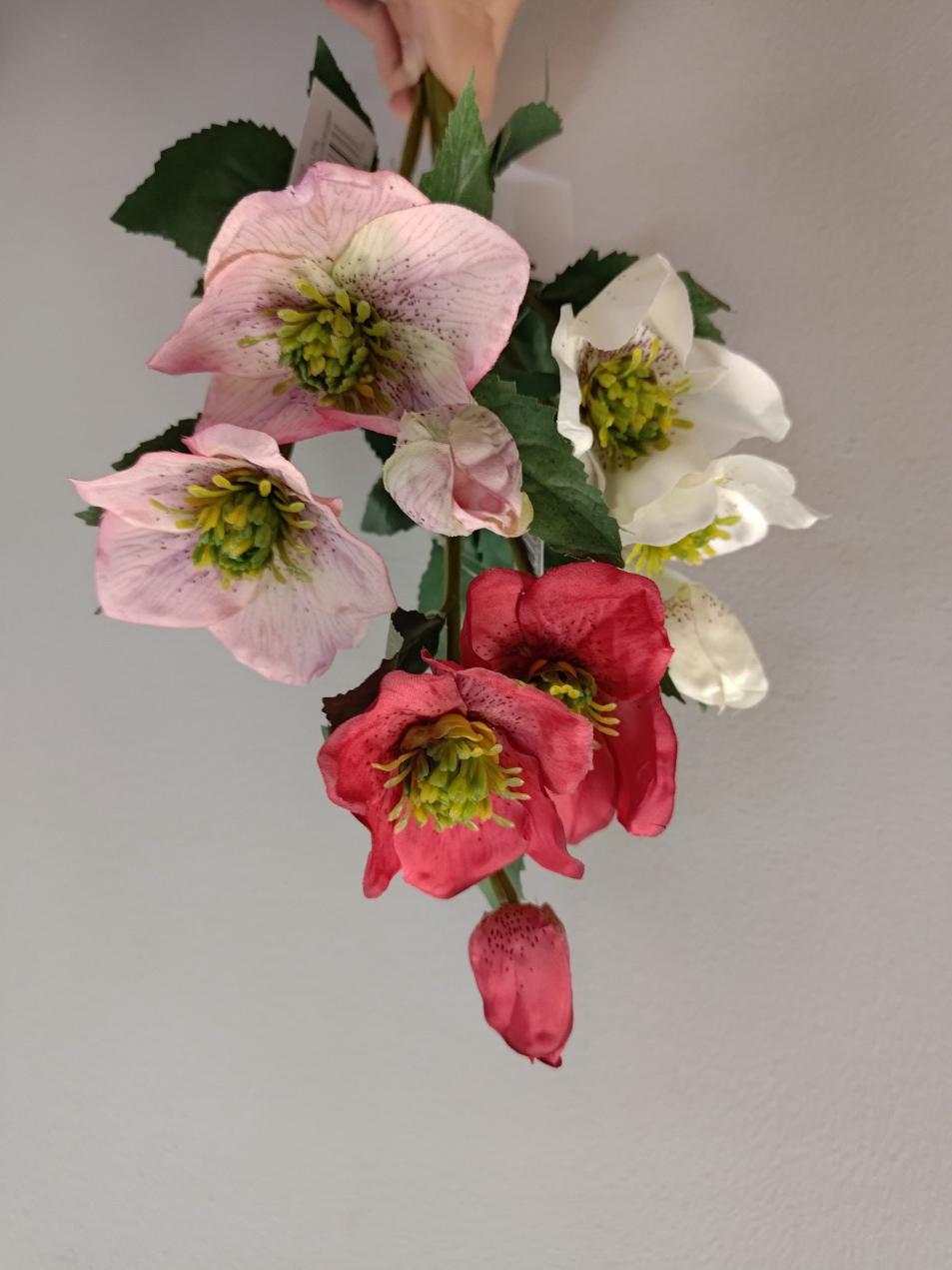 Hellebores Pick - 16"H