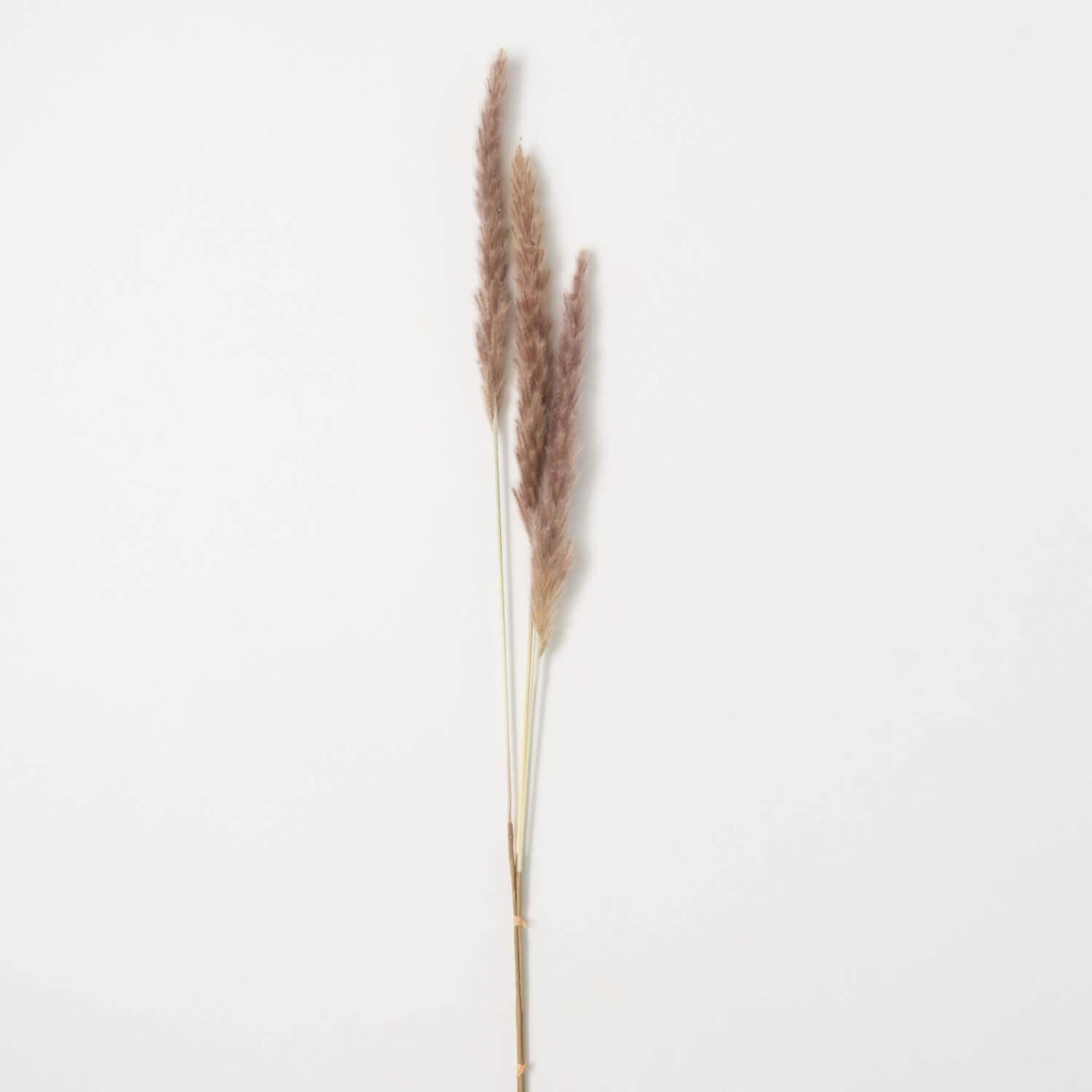 Dried Brown Reed Spray - Faux - 38"H